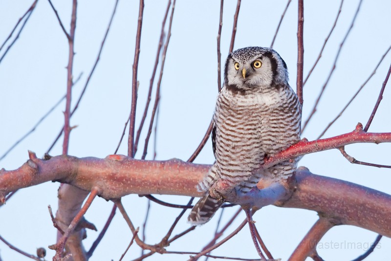 IMG_0085c.jpg - Northern Hawk-Owl (Surnia ulula)